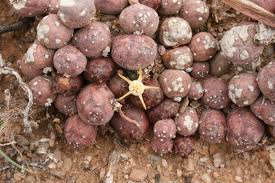 Image result for Duvalia