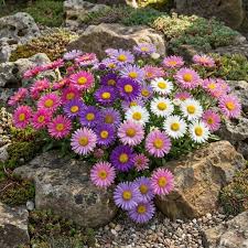 Image result for Coleus alpinus