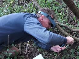 Image result for Bonatea pulchella