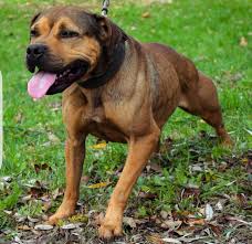 My guide with andrea jasper with dreamland safari was great. 9 Buckskin Pitbulls Ideas Pitbulls American Pitbull Terrier Pitbull Terrier