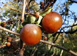 Image result for Diospyros