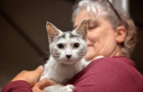 Adopting a dog, cat, kitten or puppy into your home from ahs will be a wonderful experience. Free Cat Dog Adoption Promotions Best Friends Animal Society