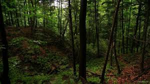 Dark green aesthetic nature aesthetic emerald colour emerald green dark green wallpaper slytherin aesthetic slytherin pride hogwarts terra verde. Dark Green Forest Wallpapers Top Free Dark Green Forest Backgrounds Wallpaperaccess