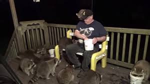 We did not find results for: A Generous Man Happily Feeds A Group Of 17 Hungry Raccoons Gathered On His Back Porch In Nova Scotia