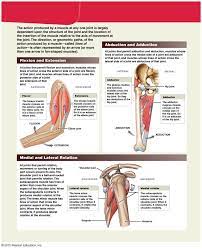 The voluntary muscles, which are under the control of the will, and the involuntary the involuntary muscles are controlled by a specialized part of the nervous system. The Muscle Action Of The Biceps Brachii Muscle Human Body Anatomy Human Body Systems Joints Anatomy