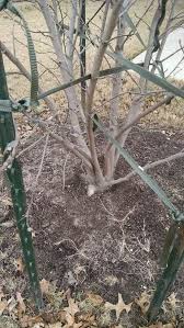 Yes, i did exactly that to a star magnolia in mn. Jane Saucer Magnolia Help