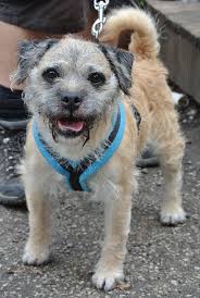RUFUS FINDS A HOME. Rufus Dufus has at last found a new home. This little  Border Terrier cross went to pastures new yesterday with the Somerville  family in Sheffield. Of course he