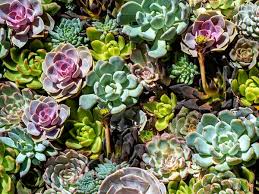 Maybe you would like to learn more about one of these? How To Care For 10 Types Of Succulents