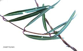 Image result for Cryptolepis cryptolepioides