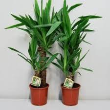Zimmerpflanzen Topfpflanzen Blumenkubel Ikea At Home Decoration Pinterest Plants Living Rooms And Room