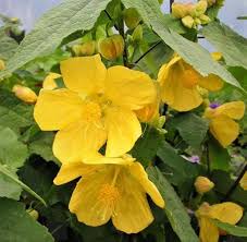 Image result for Abutilon sonneratianum