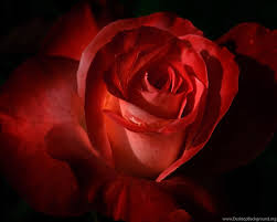 Mawar bunga rose mekar bloom alam flora tanaman kelopak bunga bunga. All New Wallpapers Gambar Bunga Mawar Merah Cantik 11 Gambar Desktop Background
