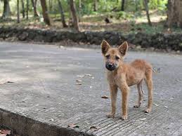 What To Do When You Find A Stray Dog Losing A Pet Pet Life Losing A Dog