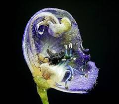 One species has the largest flowers in the world. Flower Simple English Wikipedia The Free Encyclopedia