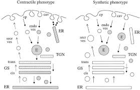 12 photos of the smooth muscle labelled diagram. Differences In Caveolae Dynamics In Vascular Smooth Muscle Cells Of Different Phenotypes Laboratory Investigation