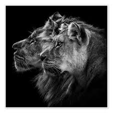 Stampa “Ritratto di leone e leonessa” di Laurent Lothare Dambreville |  Posterlounge.it