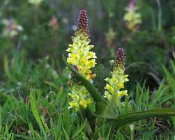 Image result for Hyacinthaceae