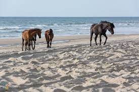 Corolla Wild Horses Photos Tours And Info Outerbanks Com