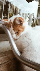Kedi Wallpaper Cats Kedi 2020 Kedi Cats
