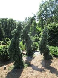 Picea Omorika Pendula Bruns Rasteniya Sadovye Idei Landshaft