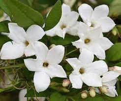 Pin On Jasmine Flower