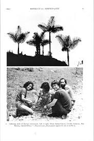 Image result for Platysepalum