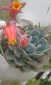 Huertinga - Echeveria Blue Atoll 💙 en floración. . Esta... | Facebook