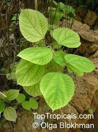 Image result for Boehmeria nivea