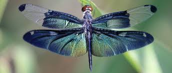 Image Result For Dragonfly Wings Dragonfly Wings Dragonfly Dragonfly Art