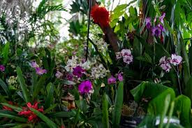 Image result for Green Orchid 2011 Escape