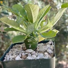 Image result for Dorstenia