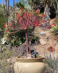 Image result for Brunsvigia