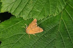 Image result for Apoda limacodes