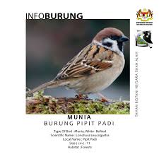 Makanan bergizi tinggi seperti millet, buah segar, dan telur rebus sangat dibutuhkan untuk menjaga kesehatan burung dalam kandang. Merungkap Cara Hidup Dan Habitat Taman Botani Negara Shah Alam Facebook