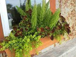 Fox Tail Fern Coleus And Creeping Jenny Asparagus Fern Creeping Jenny Front Yard Plants