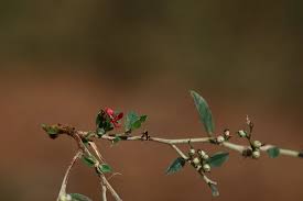 Image result for Indigofera glaucifolia