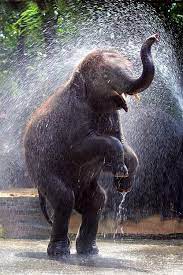 Pin On Animal Pictures Furnishmyway