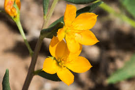 Image result for Talinum crispatulum