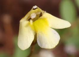 Image result for Linderniella