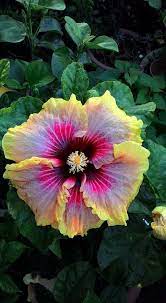 Pin On Hibiscus