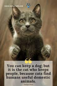 Funny Cat Quote Cat Quotes Funny Cat Parenting Cats
