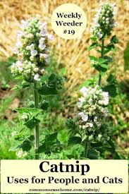Your cats can have tea, too with this easy catnip tea recipe. Catnip Uses For People And Cats Weekly Weeder 19