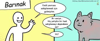 Yavru Kedi Sahiplenmek Isteyen Patiliyo Com