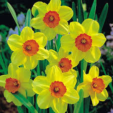 Over 80% new & buy it now; Daffodil Birma Van Meuwen