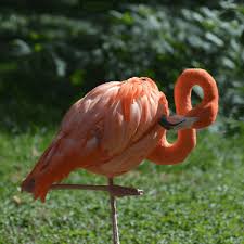 Flamingos or flamingoes are a type of wading bird in the family phoenicopteridae, the only bird family in the order phoenicopteriformes. Flamingo Facts Facts Just For Kids