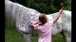 Image result for oldest horse in the world