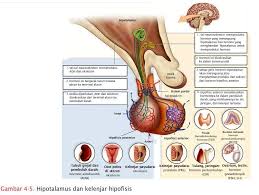 We did not find results for: Anatomi Fisiologi Sistem Endokrin Atika Dalili Akhmad M Sc Apt Pdf Free Download