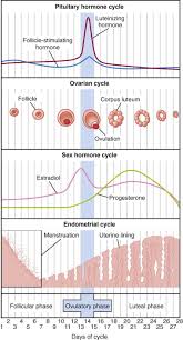 Estrone Sulfate An Overview Sciencedirect Topics