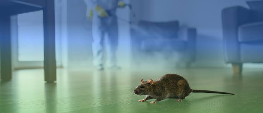 Rat guard rodent control service