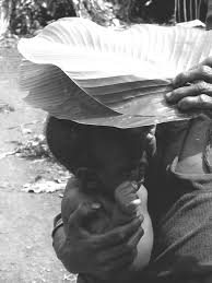 Image result for Sarcophrynium brachystachyum